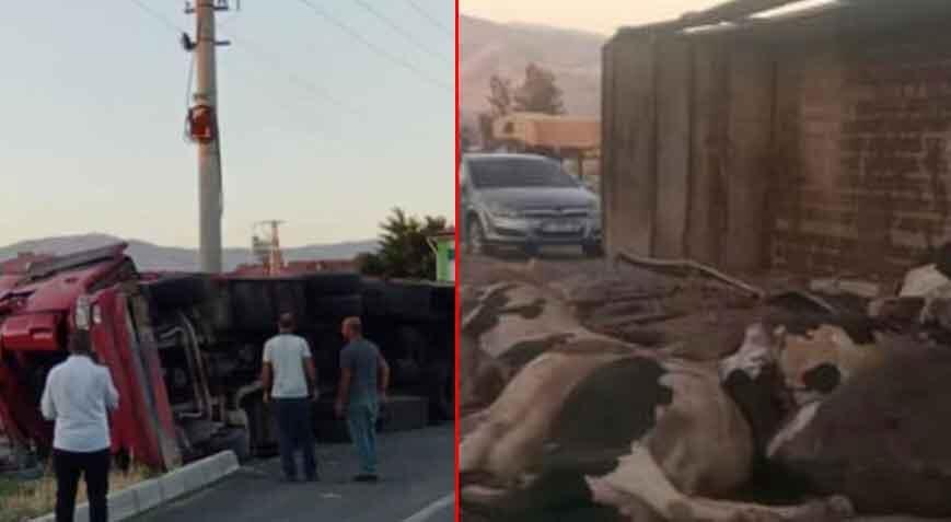 Elazığ’da feci kaza! 11 hayvan telef oldu