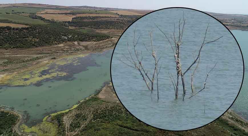 Tekirdağ’da dehşete düşüren manzara! Barajdaki çalı ve ağaçlar ortaya çıktı