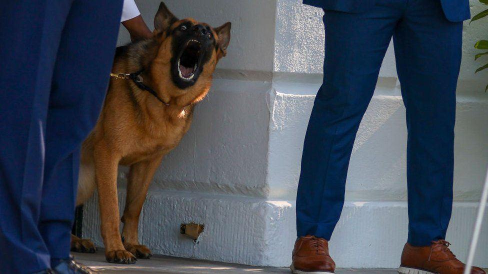 11. vaka: Biden'ın köpeği bir ajanı daha ısırdı