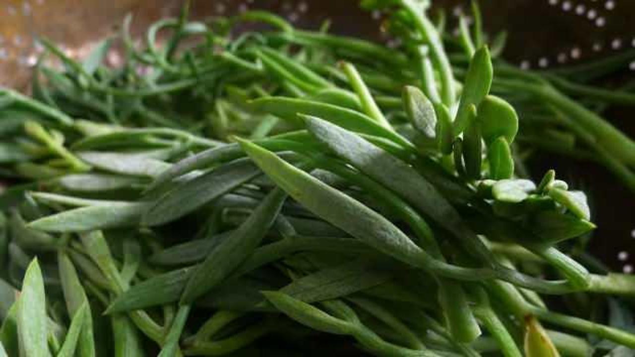 Kaya koruğu faydaları nelerdir, nasıl kullanılır? Kaya koruğu kulağa iyi gelir mi?