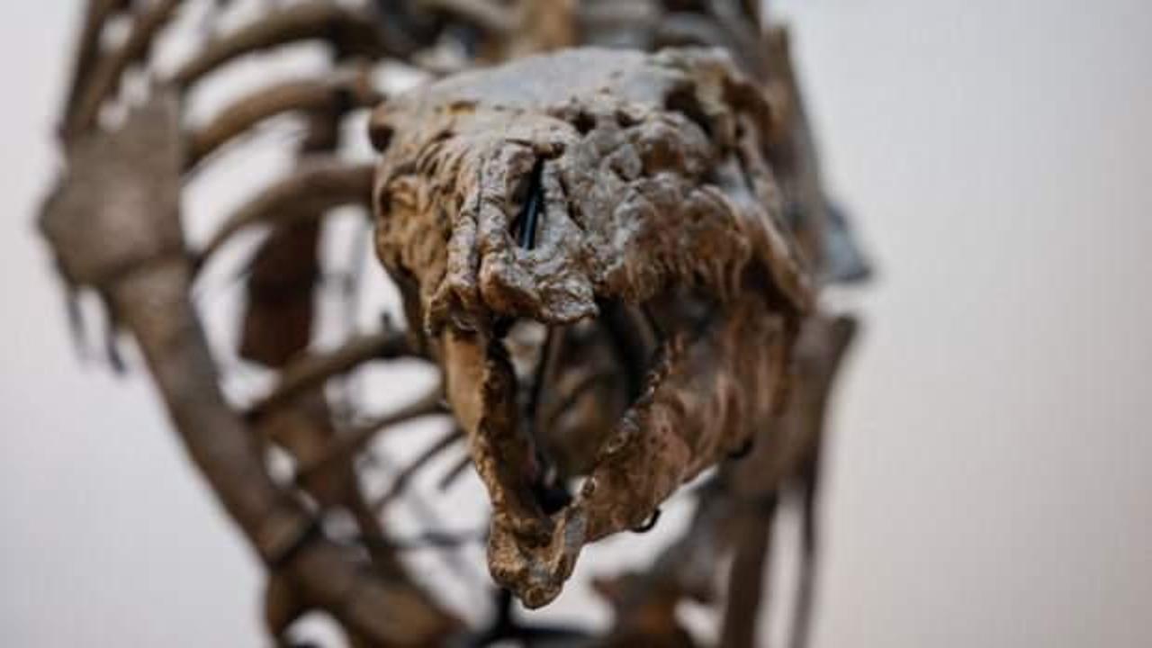 150 milyon yıllık: 930 bin euroya satıldı