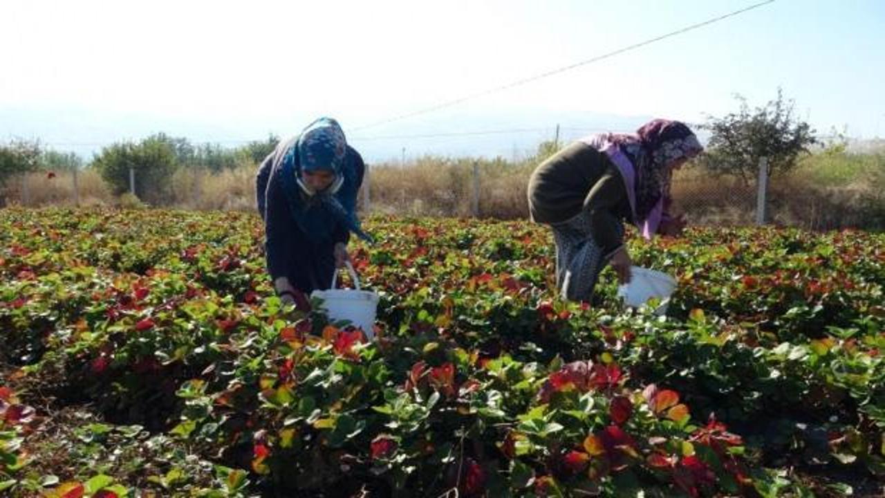 7 kadın kurdu, şimdi siparişlere yetişemiyorlar