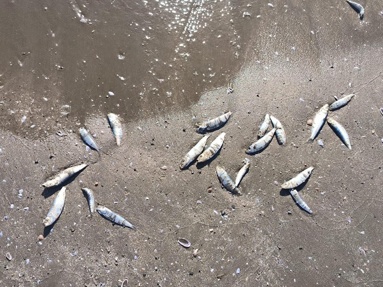 Hatay'da binlerce balık karaya vurdu: Bu sene ilk defa balık ölümü görüyorum