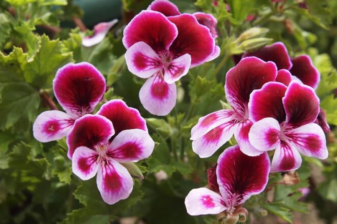 Itır bitkisinin faydaları nelerdir? Itır çiçeği nasıl kullanılır?