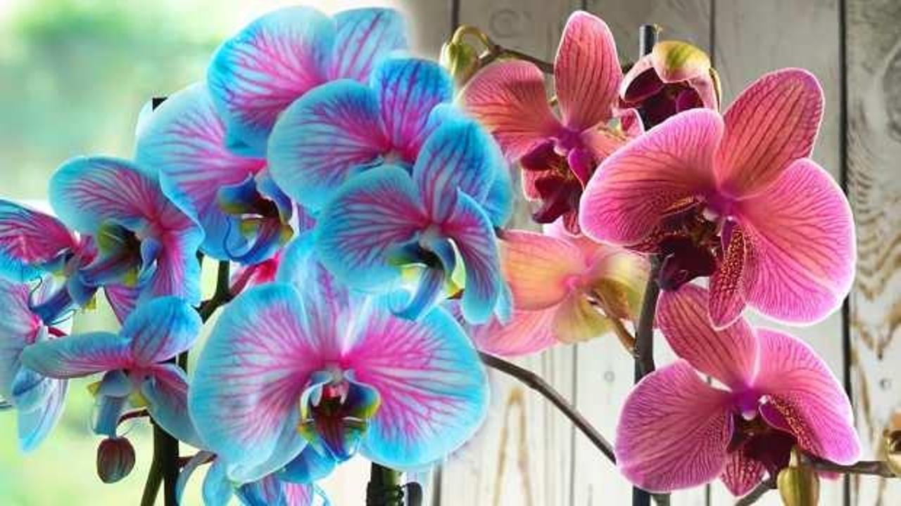 Çiçek vermeyen orkideleri coşturup anında çiçek açtıran o formül! Orkidenin çiçek açması için ne yapmalı?