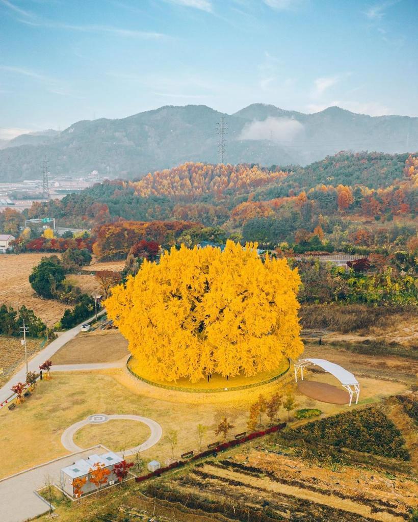 Güney Kore’ye gitmemiz için bir sebep daha: Wonju Bangyeri Ağacı