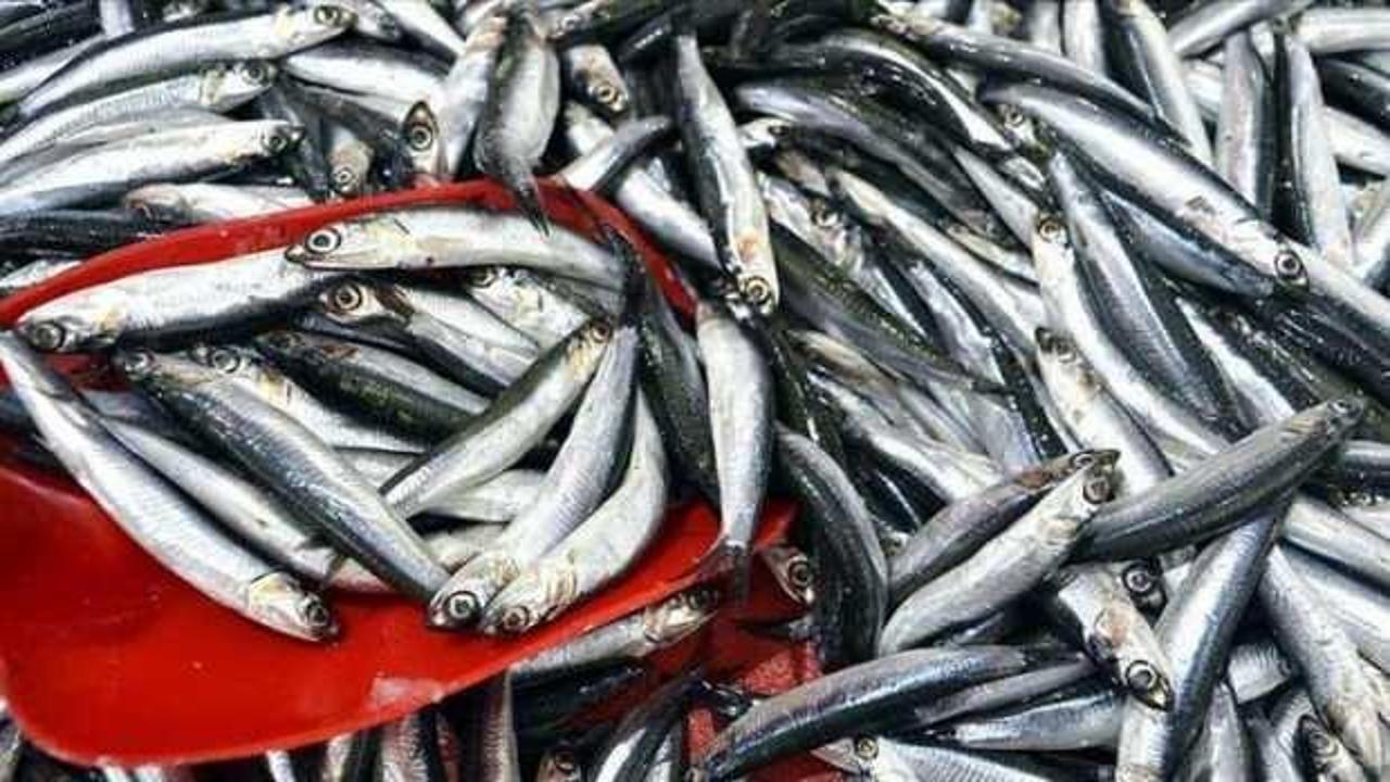 Hamsinin kilosu 50 liraya düştü!