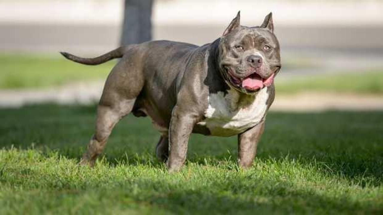 İngiltere’de köpeğin saldırısına uğrayan 54 yaşındaki adam hayatını kaybetti