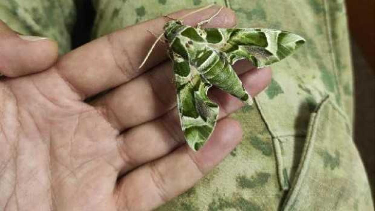 Mekik kelebeğinin tırtılına ‘dokunmayın’ uyarısı!