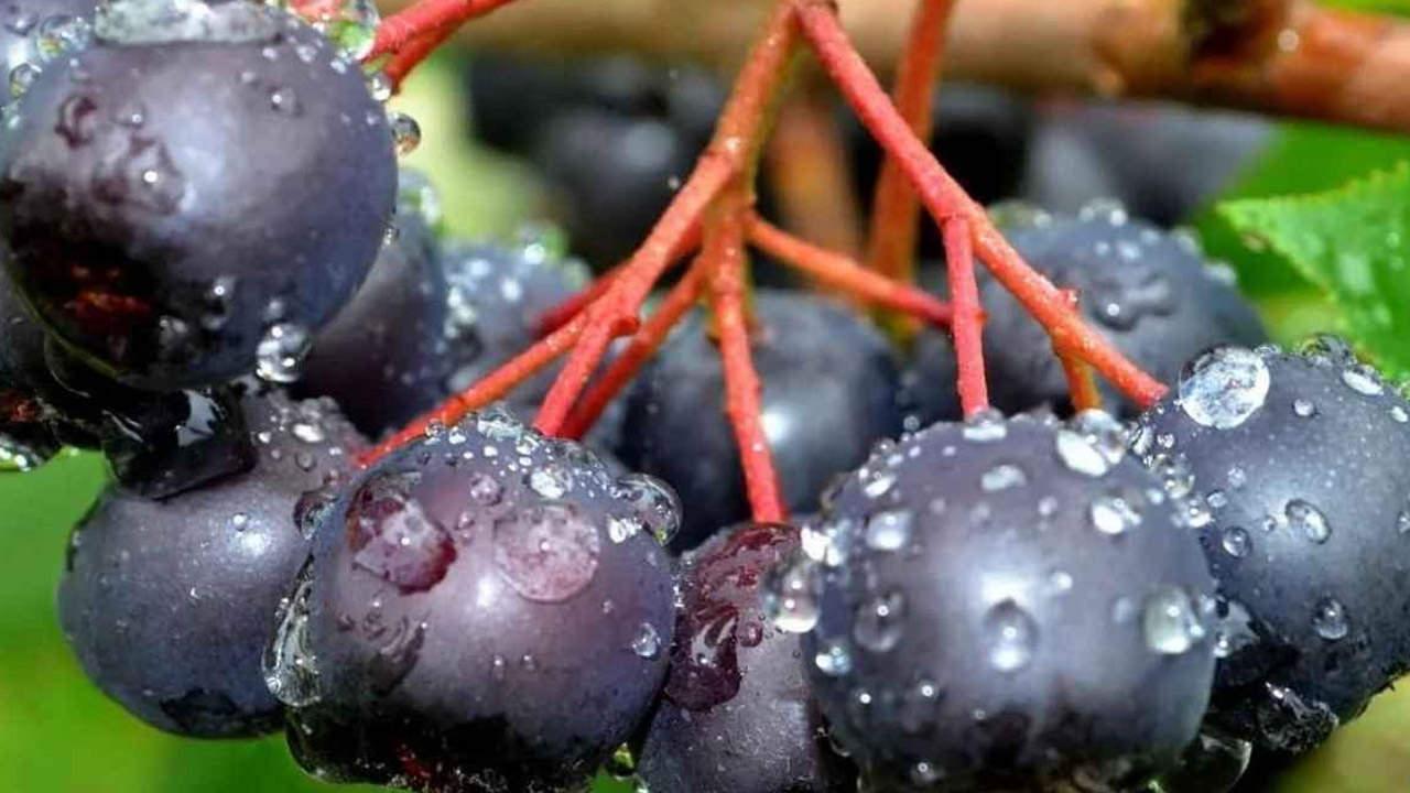 Kanser, virüs ve bakterilerin düşmanı: Aronya meyvesinin faydaları!