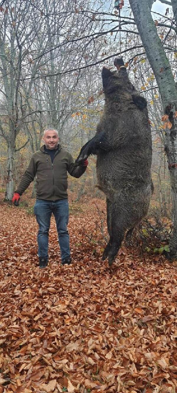 Tokat’ta avcılar 459 kilo ağırlığında domuz avladı