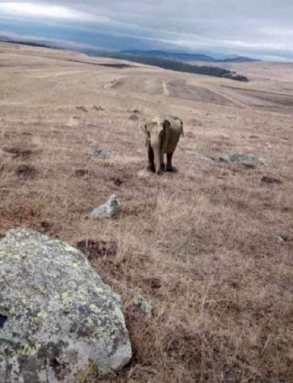Çoban paylaştı alarm verildi! Jandarma didik didik fil arıyor