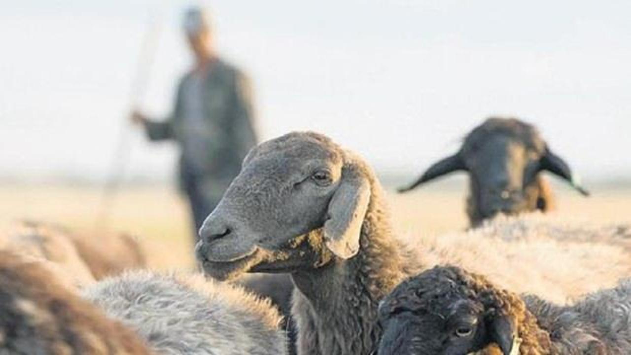 Çoban desteği 30 bin TL’ye yükseltildi