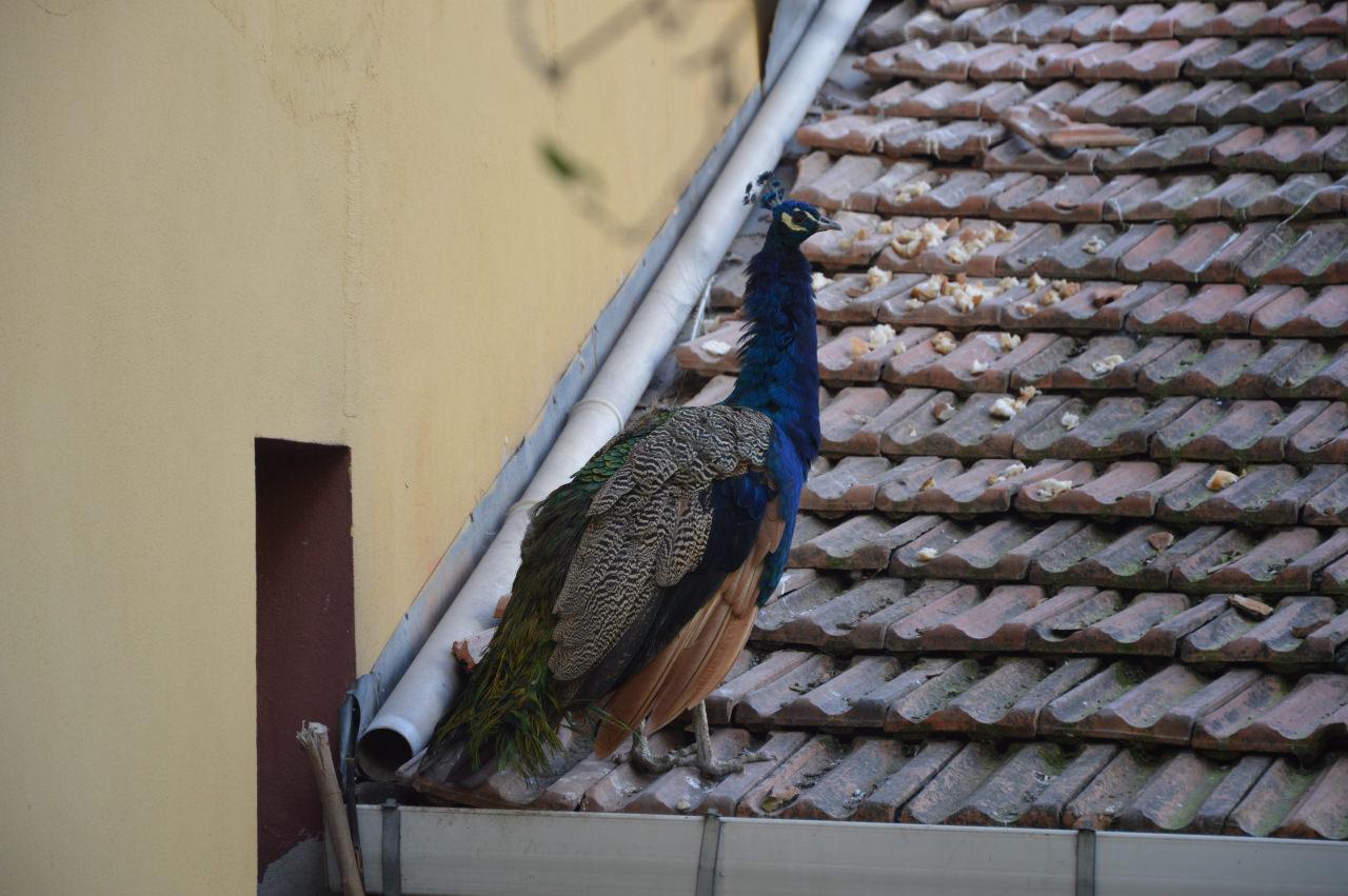 Çıkardığı sesten rahatsız olan mahalleli, tavus kuşunu CİMER'e şikayet etti
