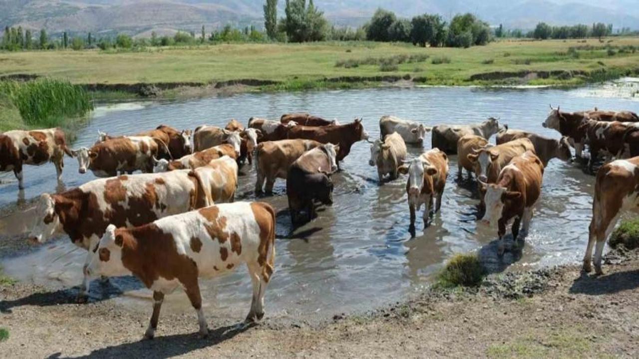 Hayvancılık destekleri için başvuru tarihleri ve şartları açıklandı
