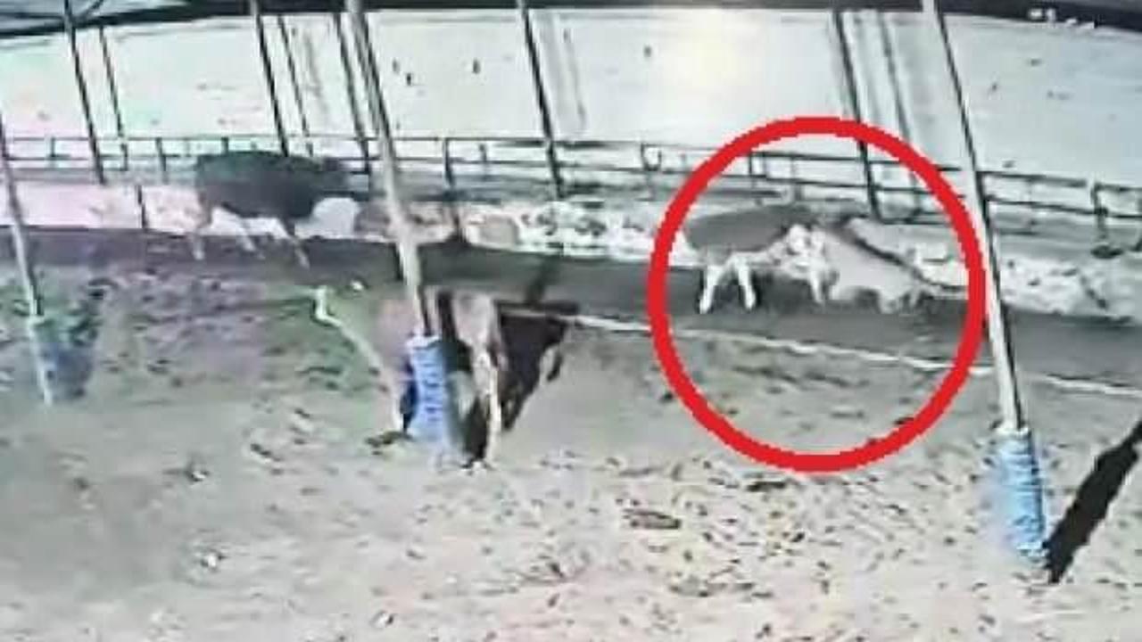 Kayseri’de kurt sürüsü dehşeti böyle yaşattı