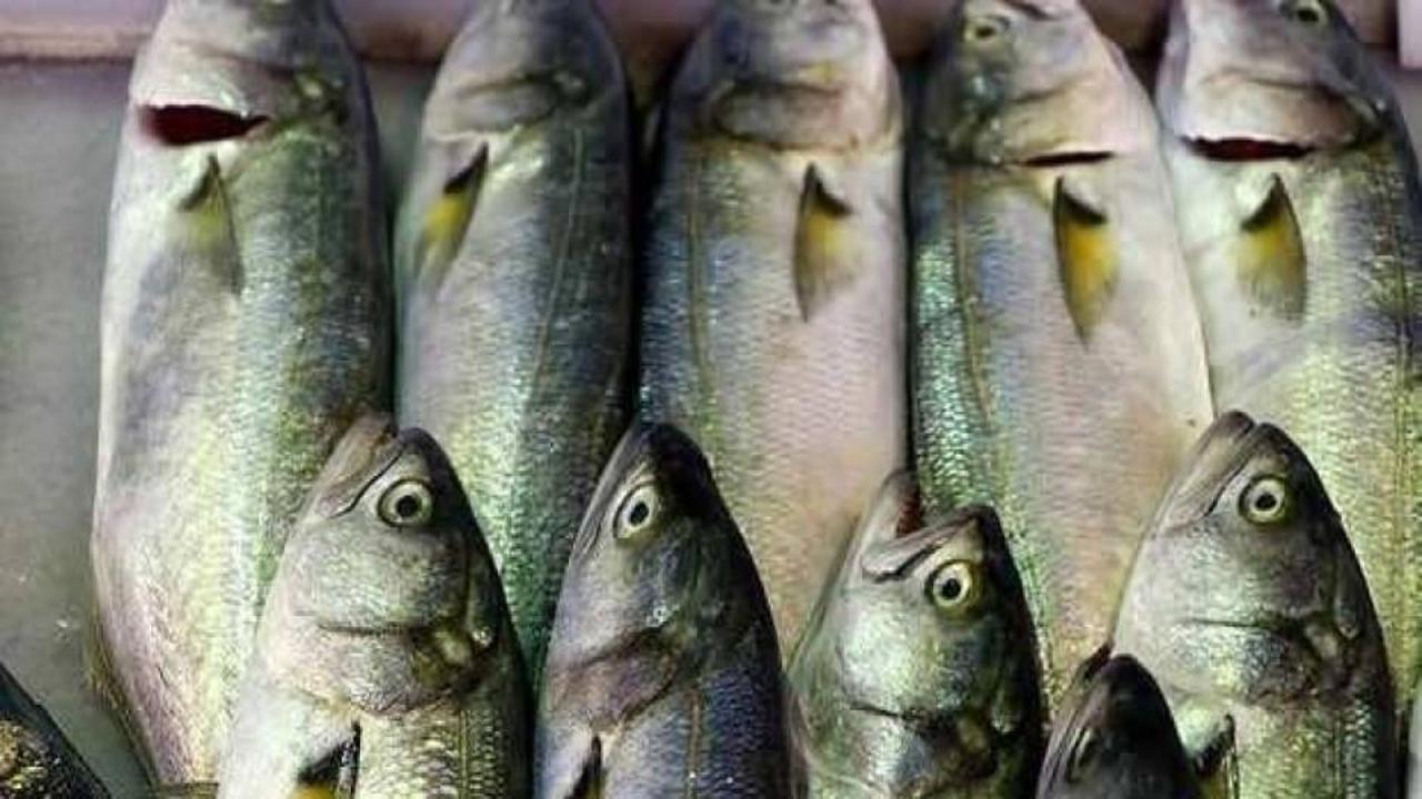 Lüfer fiyatı 50 TL birden düştü