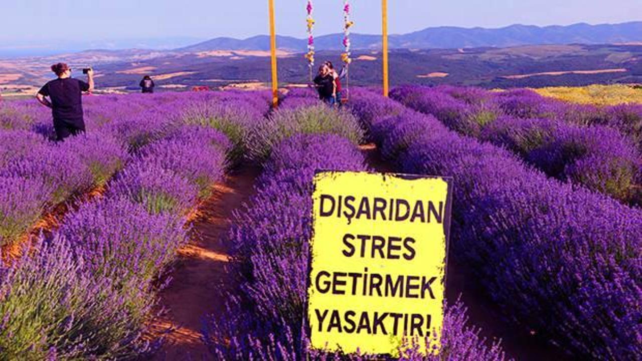 Tekirdağ lavanta tarlası nerede? Tekirdağ Lavanta bahçesine ne zaman gidilir?