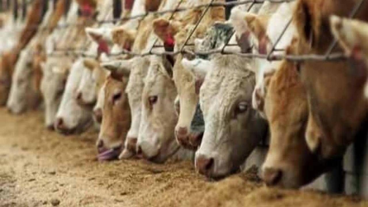 Hayvancılık destek projeleriyle gelişiyor! Yüzde 50 hibe fırsatı var