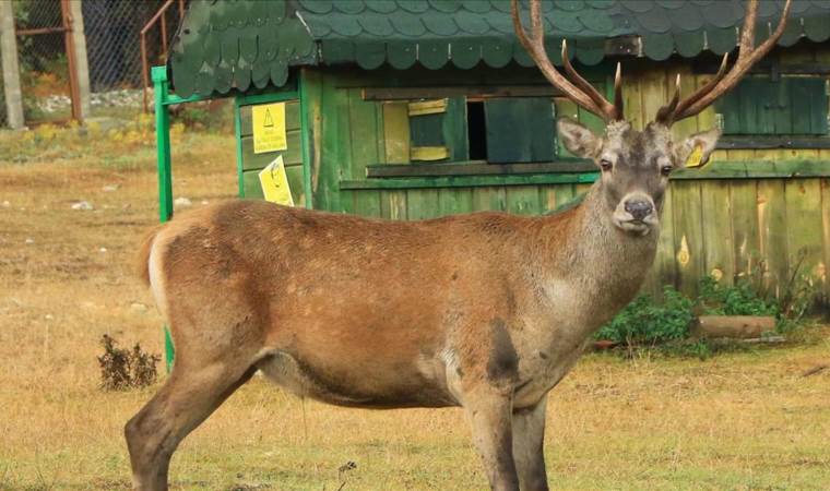 Bilim insanlarından ‘zombi geyik hastalığı’ uyarısı: İnsanlara sıçrayabilir