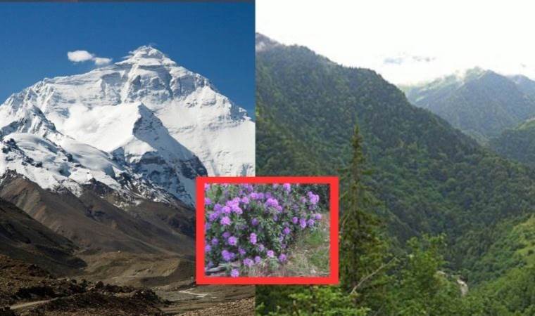 Himalaya ve Karadeniz’deki çiçeklerden elde ediliyor: Azı yarar çoğu zarar