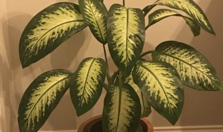Bu bitkiler tehlike saçıyor! Ev çiçeklerinin bilinmeyen zararları…