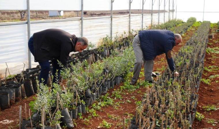 Suriye’nin sıfır noktasında hasat: Siparişlere yetişemiyorlar
