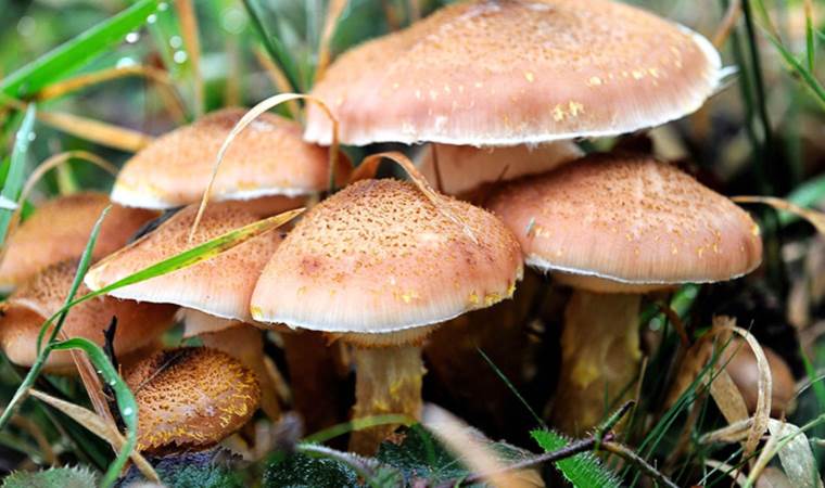 İl Sağlık Müdürü mantar zehirlenmelerine karşı uyarıda bulundu