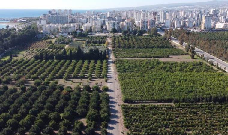 Doğu Akdeniz’de hasat başladı: 650 bin ton üretim yapılıyor…