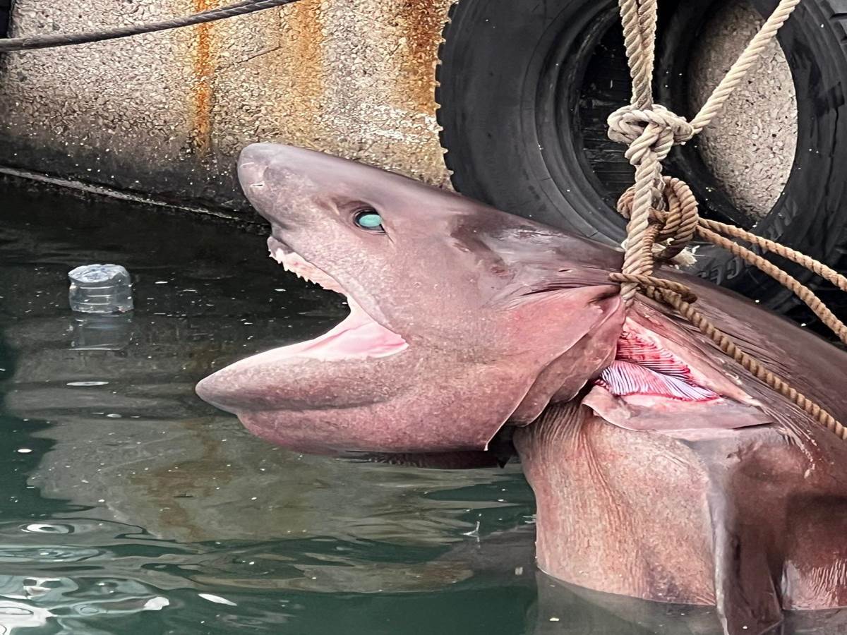 Mersin'de ölü altı solungaçlı köpekbalığı kıyıya vurdu