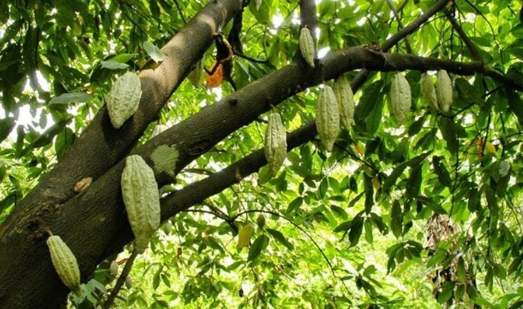 İklim krizi kakao ağaçlarını vurdu: Çikolata üretimi tehlikede