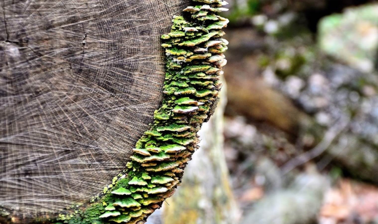 Dünyanın en yaşlı ormanı keşfedildi: 'Yüz milyonlarca yıllık...'
