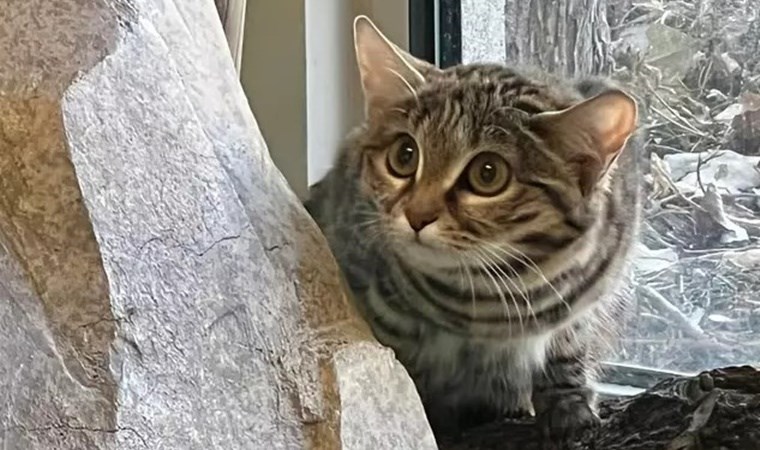 'Dünyanın en ölümcül kedisi' yeni evine yerleşiyor