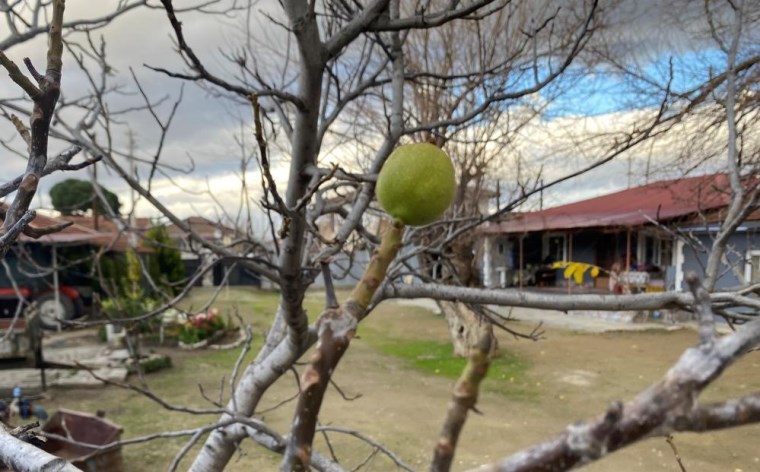 Manisa'da beklenmeyen hasat: Ocak ayında yeniden meyve verdi...
