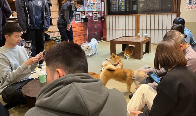 Tokyo’da sevimli konsept: Yavru köpekli kafeler