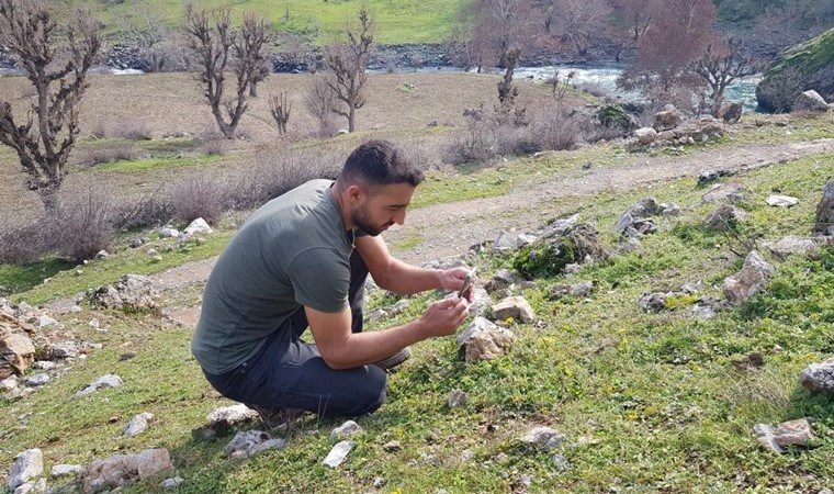 Hakkari’de görenler şaşkına uğradı: Baharın müjdecisiydi ocak ayında çiçek açtı