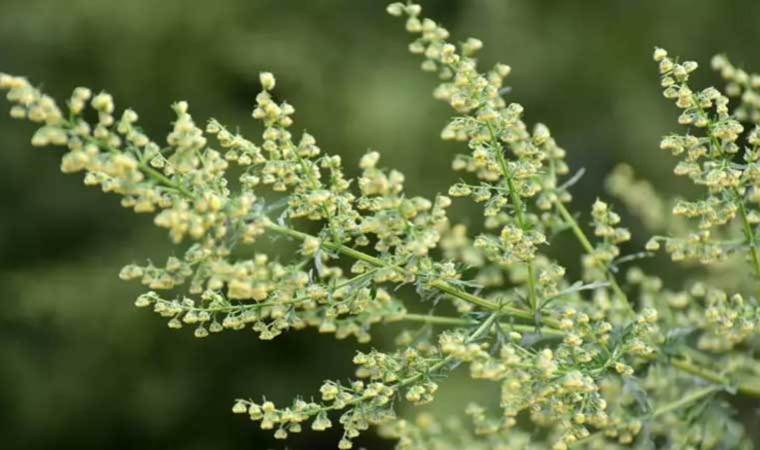 Uzmanı öneriyor: Kanser hastalarına umut olacak!