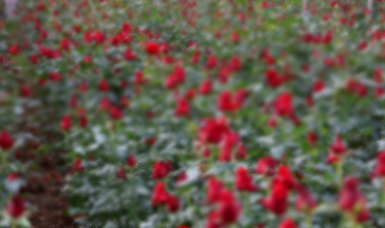 Adana’da hasat ediliyor: Dönüm başı 60 bin lira kazandırıyor… Kırmızı altın tarlası!