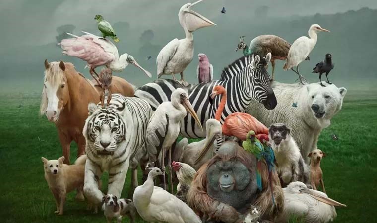 Hayvanlar aleminin dehaları: İnsan zekasıyla yarışıyorlar