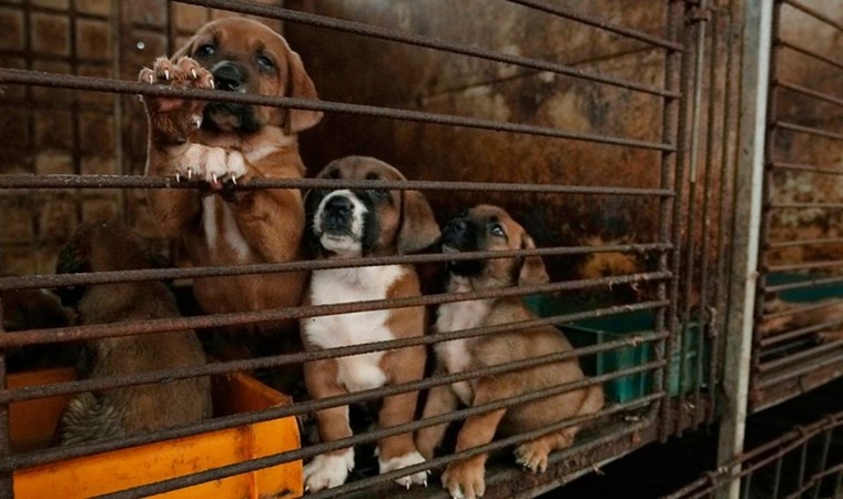 Güney Kore yasayı kabul etti: Köpek eti ticaretine yasak