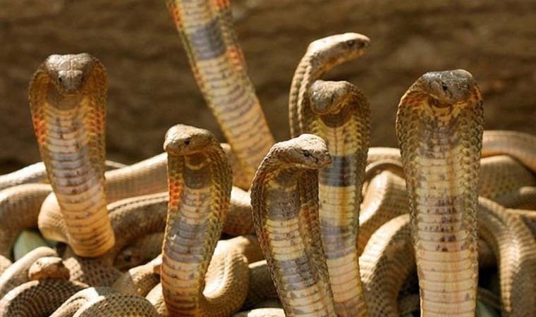 Metrekareye 5 yılan düşüyor! Dünyanın en tehlikeli adasına insan girişi yasak