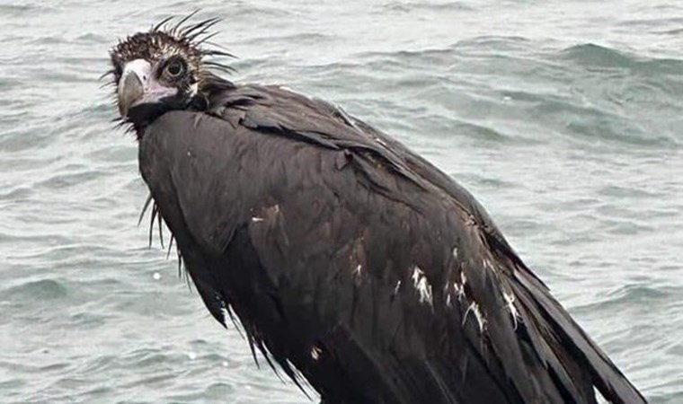 Yer: İstanbul! Sahile akbaba indi… Yurttaşlar şoke oldu