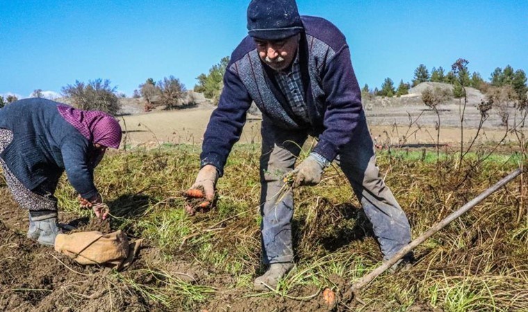 Acıpayam’da hasat başladı! İsmini mahallenin adından alıyor: A vitamini deposu