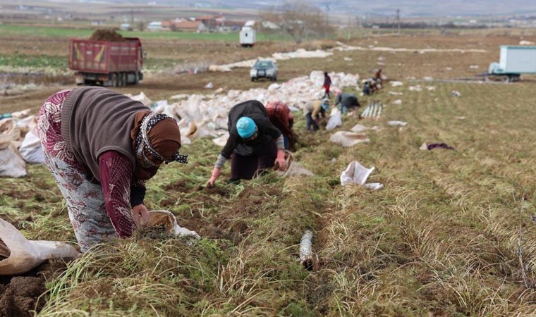 Kadınlar elleri ile söküyor, dünya pazarına satılıyor! Rengi  ve aroması ile emsali yok! Yılda 500 bin üretim…