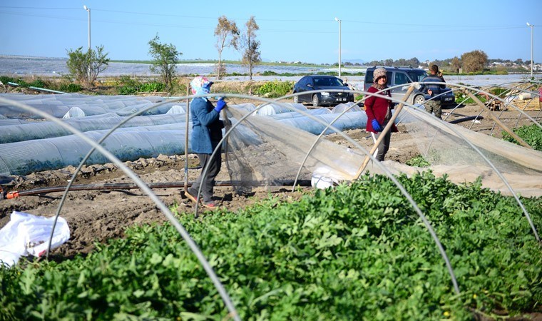 Bereketli topraklar ‘plastik ovası’na dönüyor! 20 gün erken hasat için..