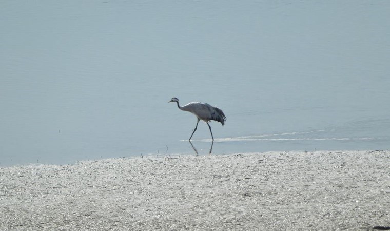 Tunceli’de uzun yıllar sonra görüldü! Avlanması yasak…