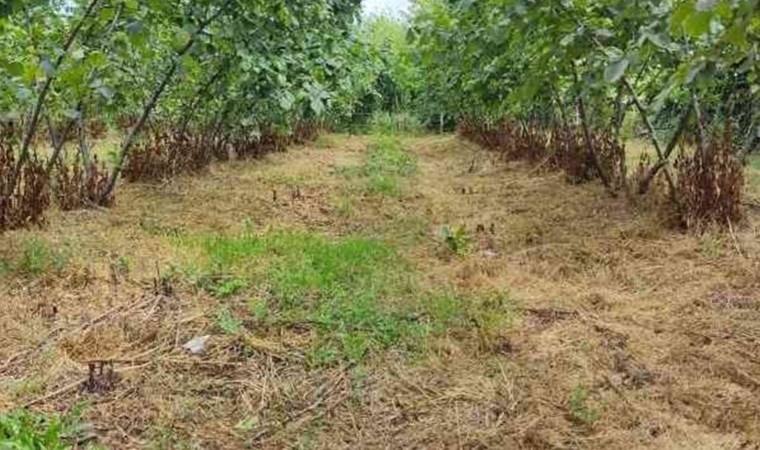 Doğu Karadeniz’de en çok o ürün ihraç edildi!  1 milyar 20 milyon 460 bin 974 dolar…