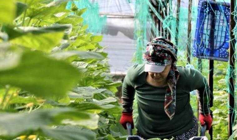 Günlük yevmiye 666 TL! Çalıştıracak elaman bulamıyorlar… 750 TL dahi verenler var