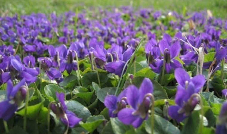 Bilime göre çiçekler daha az seks yapacak şekilde evrimleşiyor