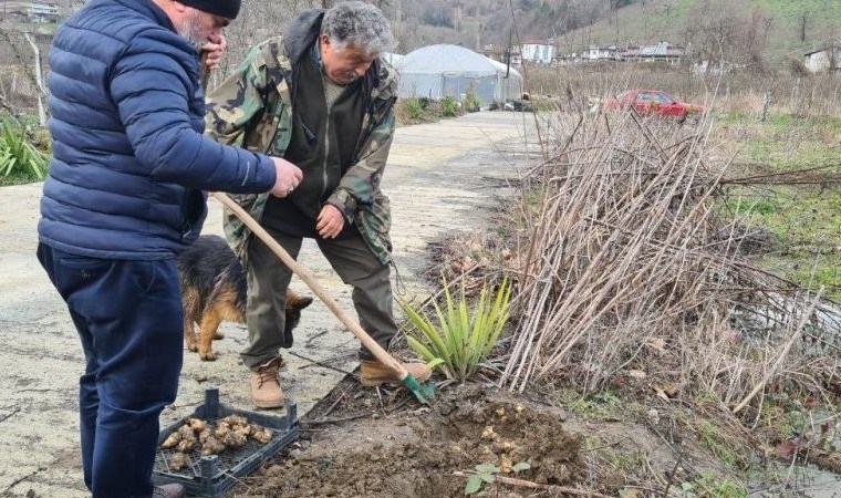 Büyük zahmetle hasat ediliyor: Kabuğu ile yendiğinde şifa kaynağı oluyor…